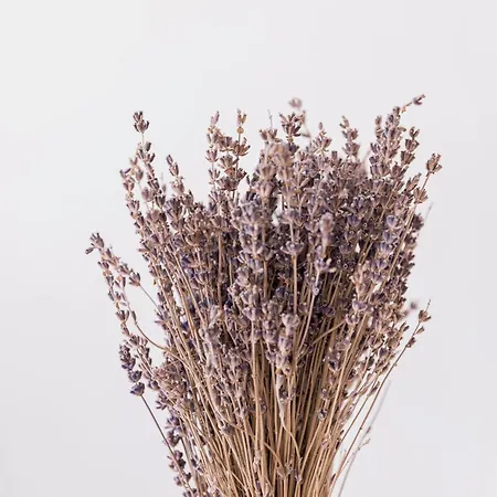 Couronne De Josephine - 10 Mn A Pied Du Palais Et Plages, Charme Et Authenticite Cannes